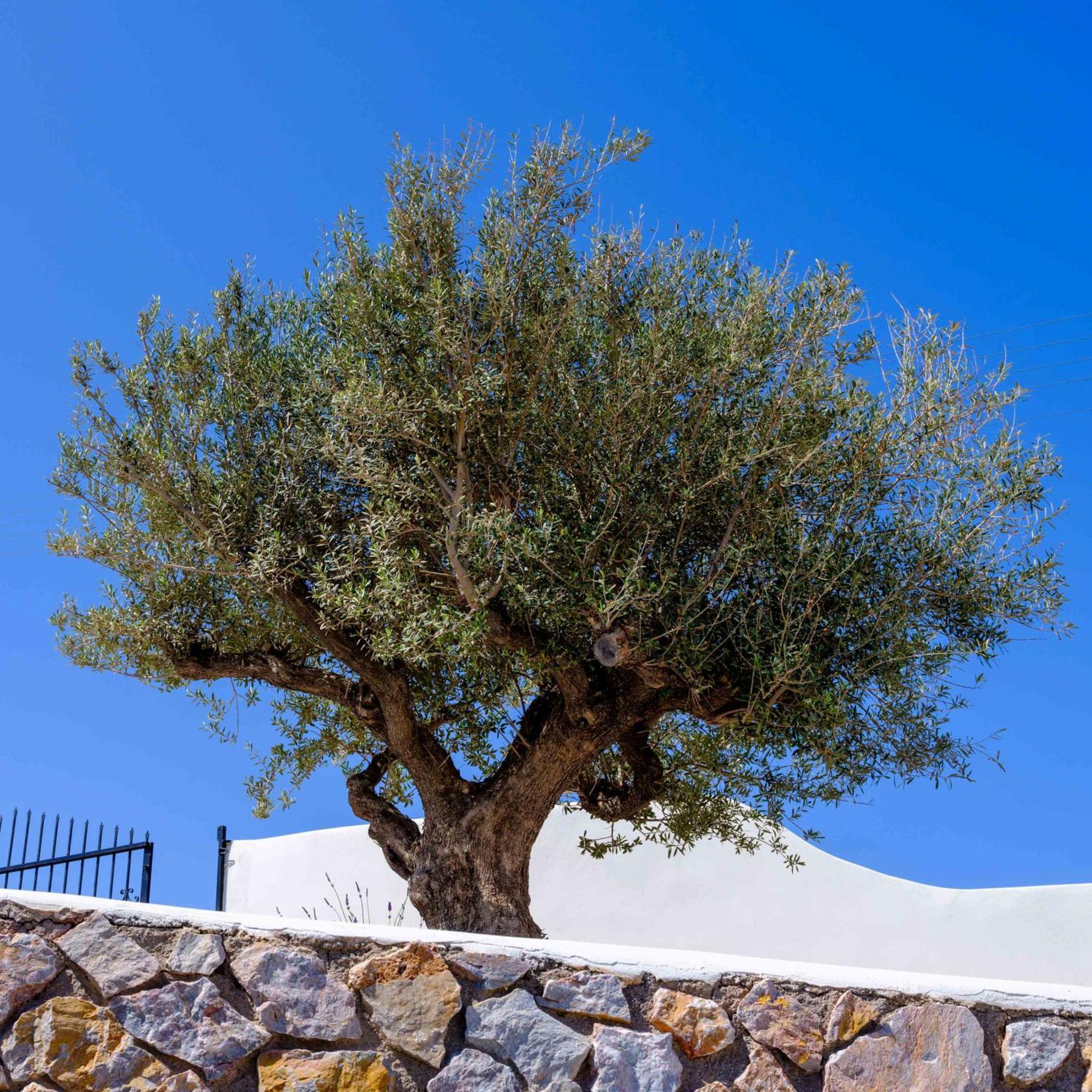 Santorini C Villa Fira  Exterior foto